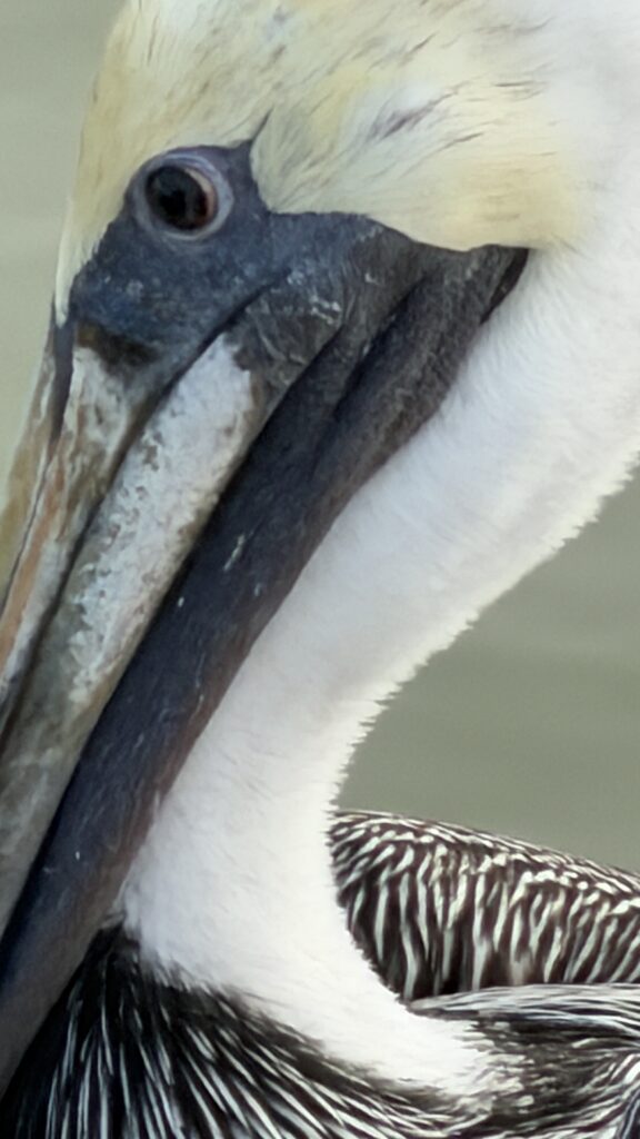 pelican closeup
