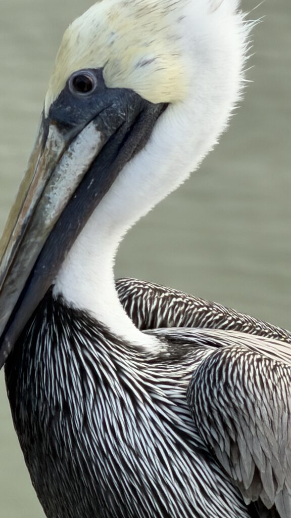 pelican closeup