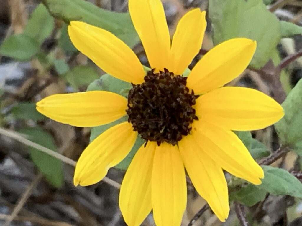 Beach Sunflower