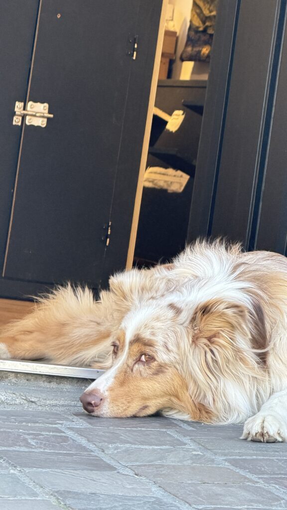 Dog on sidewalk