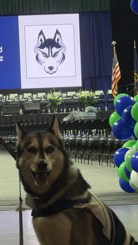 Husky dog