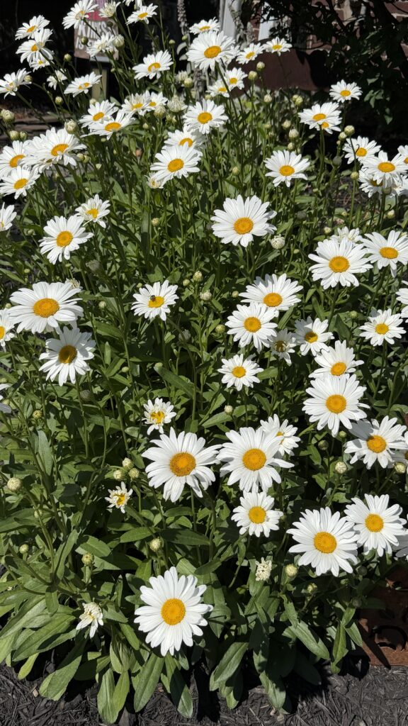 daisies