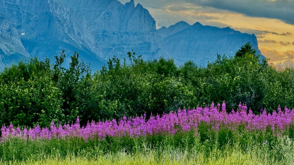 Fireweed mountain flowers
